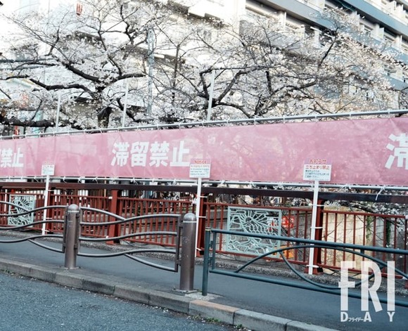 【お花見】「富士山コンビニみたい」「桜が台無し」“目隠し幕”設置に揺れる目黒川桜まつりの現場を歩いてみた