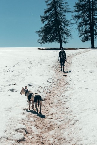 犬と登山