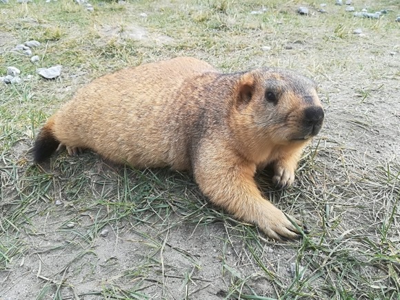【動画】ハクビシンさん、おじさんの煎餅をおっかなびっくり奪ってしまう