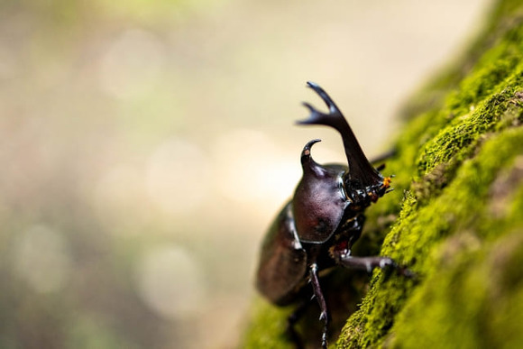 カブトムシ