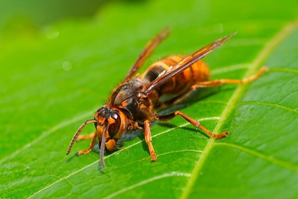 虫界の嫌われ者四天王「ゴキ」「スズメバチ」「蚊」←ここまでは確定としてあと1匹は？