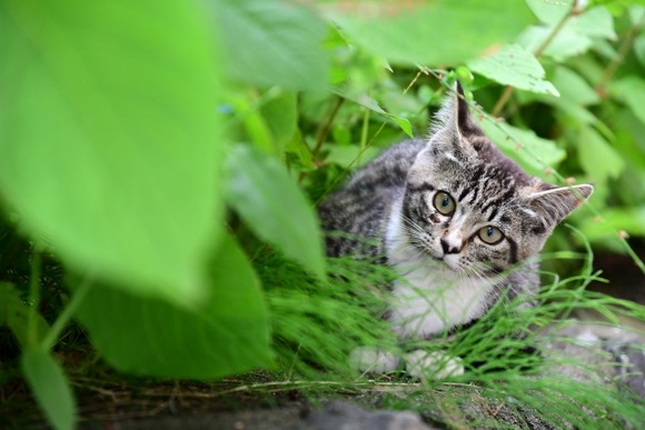 ワイ「猪、鹿狩るで～」 愛護さん「…」 ワイ「ノネコ狩猟します!」 愛護「！！！」