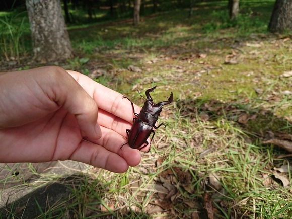 【画像】カブトムシとクワガタ取ってきたぞ！