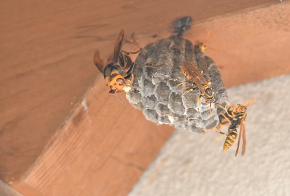 【動画】アメリカではスズメバチをこうやって駆除するらしい