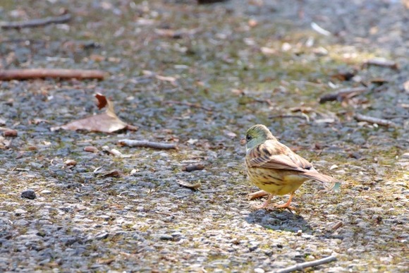 運転中に野鳥轢き殺してしまって一ヶ月くらい引きずりそう