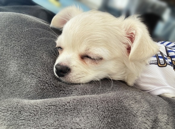 彼女がペット飼ってたら旅行誘いにくくね？