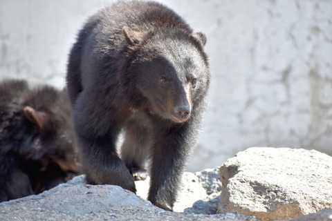 bear
