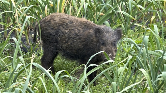 【香川】イノシシを溝から助け出そうとした男性（８８）が襲われケガ
