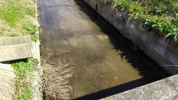 中学校の横の用水路でエビ採りしてたら通報されて警察が来た