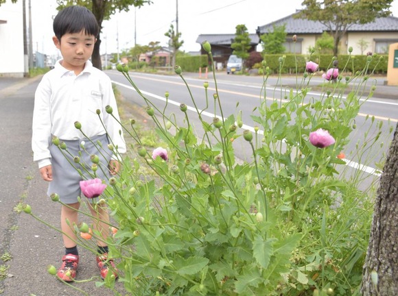 草花好きの5歳児が違法ケシを発見、瞬時に判別！