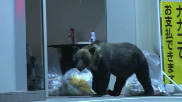 散弾銃じゃヒグマと対峙できない！クマやシカによる被害相次ぐ北海道 「ハーフライフル」国の規制強化で狩猟態勢が大ピンチ…道が警察庁に対策を要請