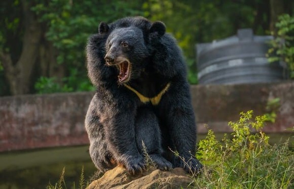 「クマに襲われ傷を負ったが命に別状なし」←これ実際はキツい状況らしいな