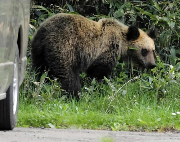 日本熊森協会が札幌のクマ生息地購入！北海道内初、全国10カ所目