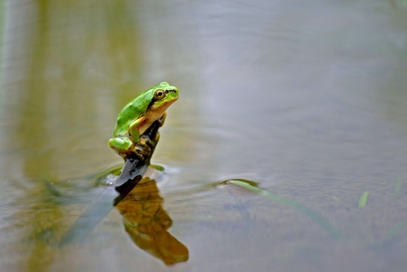 田んぼの持ち主様へ　『カエルの鳴き声が煩いので対策してください』