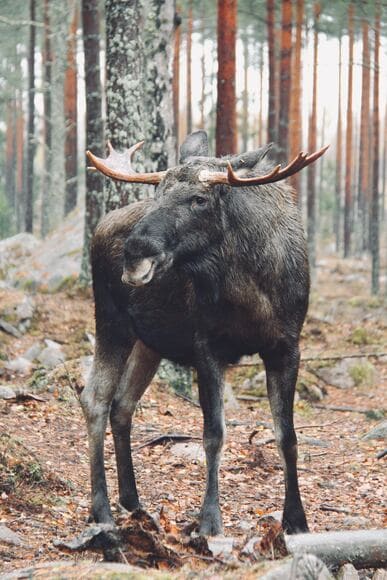 【動画】海外のシカ、ガチでデカい！！お前らの想像の2倍くらい！！
