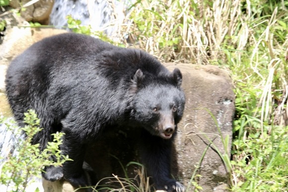 クマさんと遭遇したとき対処法