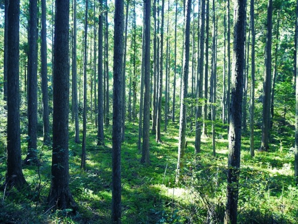 人里離れた山奥で自給自足するのって難しいか？