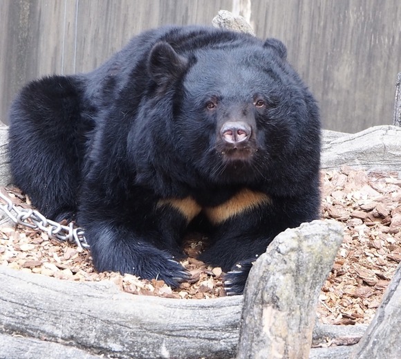 【画像】罠にかかったシカをクマが捕食、初撮影