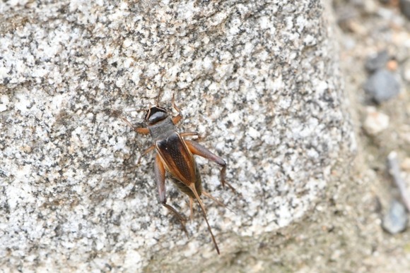 【悲報】コオロギパン、高すぎる