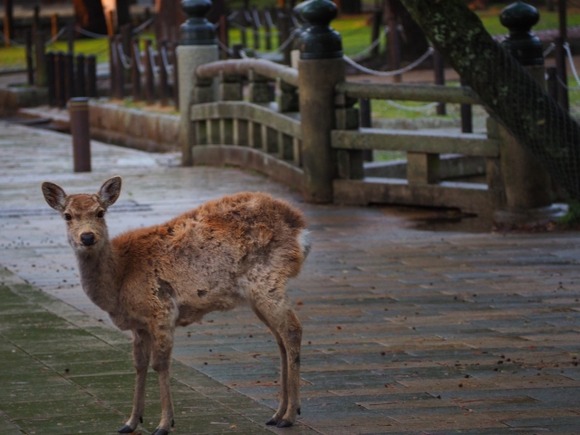 【画像】ワイ、登山で野生のシカと遭遇
