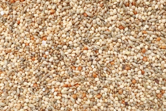 昆虫食より稗（ひえ）作った方がよくね？