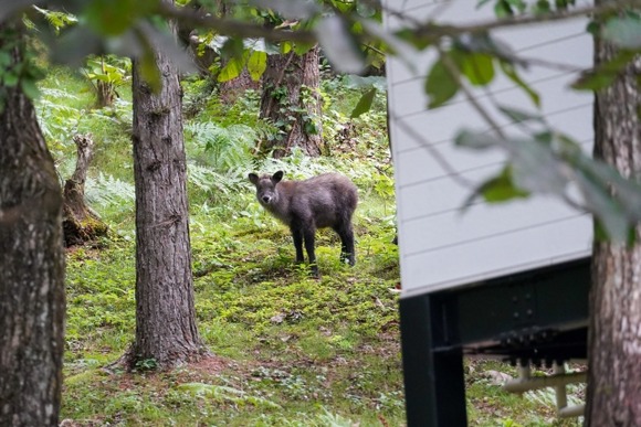 【動画】日本カモシカさん、発見される