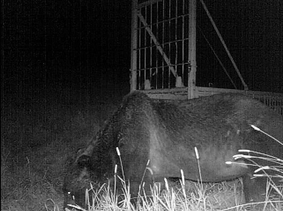 最強ヒグマ「OSO18」乳牛にどつかれ初の黒星