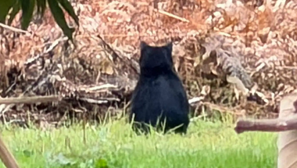 【長野】「くまちゃんがいた」散歩中の2歳園児が発見　クリ林に1頭のクマ…安全確保しながら園児怖がらないように「ワンちゃんだね…」と声かけて移動
