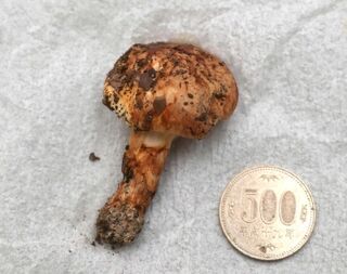 味も香りもマツタケそっくり！ 赤穂で珍種キノコ発見