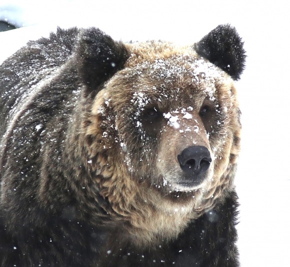 「なぜ殺したんだ！！」ヒグマを駆除した猟師の職場や家族に抗議相次ぐ