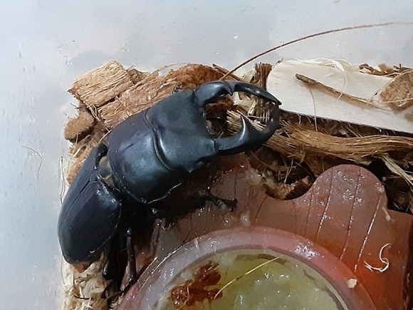 【画像】ワイがクワガタ飼育をオススメするスレ