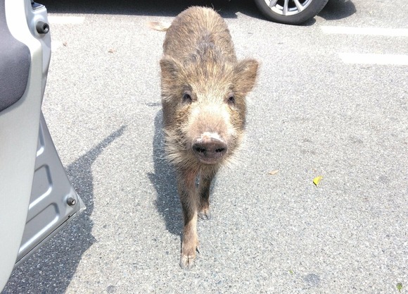 【山口】イノシシがコンビニに入ろうと…追い払おうとした店員　噛みつかれ負傷