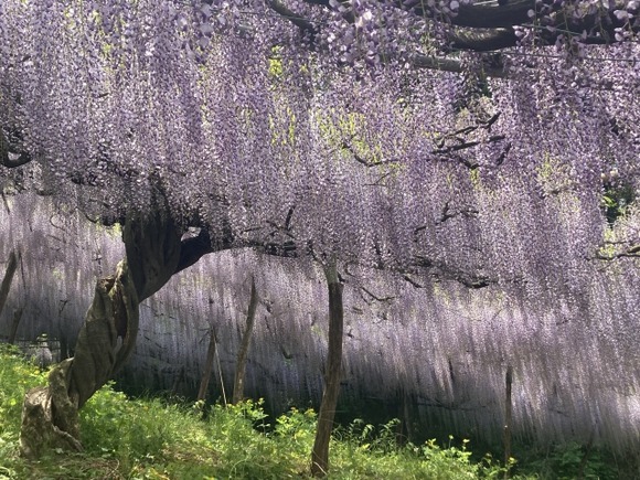 藤の花は山の荒廃を象徴するものであることを忘れてはいけない