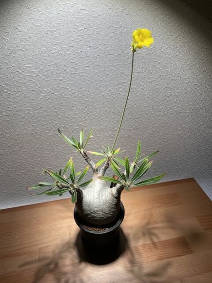 【画像】ガチニートだけど6万円の観葉植物買ったら葉っぱ生えてきた(´･ω･`)