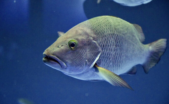 川魚で生で食えるのって鮎だけだぞ？よくヤマメの刺身とか食うな
