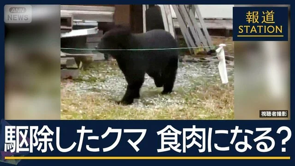 “ジビエ”は可能？クマの駆除急増で…焼却炉の処理能力超え