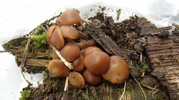 【新潟】自宅敷地で採れた毒キノコ「コレラタケ」を食べた家族5人が食中毒