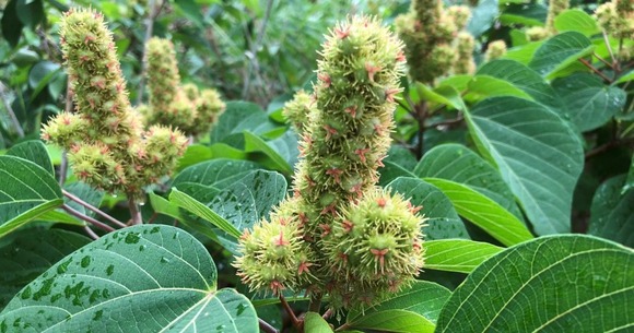 【画像】心の歪んだ人間には卑猥に見える植物がこちら