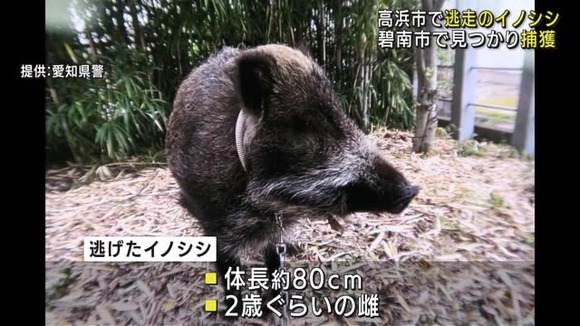 【愛知】散歩中に脱走したペットのイノシシを捕獲→死亡