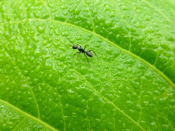 【※】人間が知らず知らずに絶対食べている虫一覧
