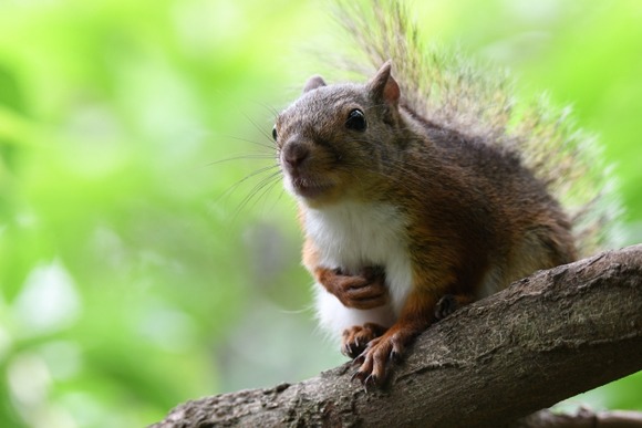 【悲報】井の頭自然文化園でニホンリス31匹死ぬ…殺虫剤散布後に相次ぐ