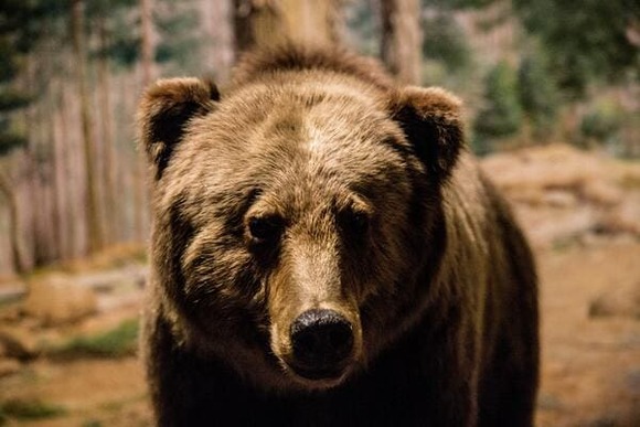 【悲報】北海道のヒグマの数、30年間で2.6倍に爆増