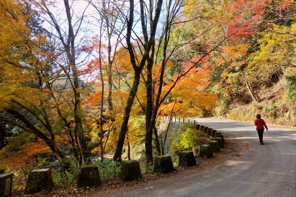 登山道から自転車で崖下に転落か、男性医師が死亡…急カーブでガードレールなし