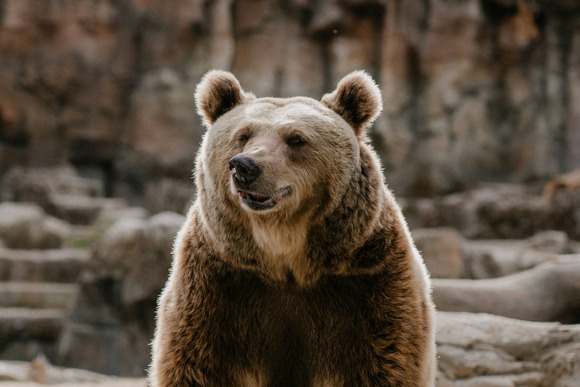 猟師「本当に強い熊は山にいる」←これ聞いて恐ろしい仮説を考えてしまったんだが