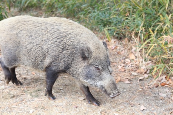 【神戸】中学校運動場にイノシシの頭部が複数…人為的に切られたか