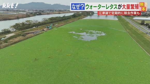 【熊本】川が緑一色…外来植物「ウォーターレタス」大量繁殖で生態系に影響の恐れ
