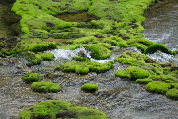 なんで年を取ると盆栽やコケや庭が気になるんだろうな？