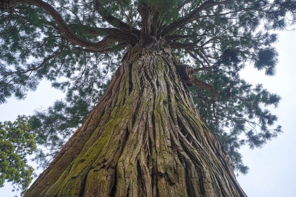 山梨県に触ったら死んでしまう神社の木がある…落ち葉に触れてもアウト