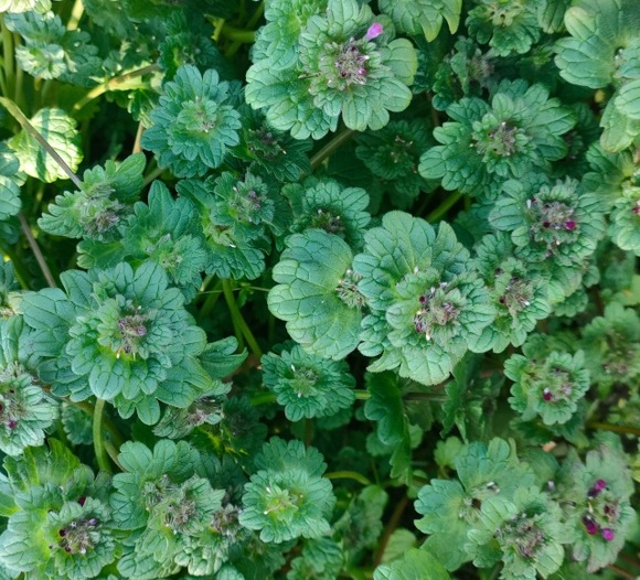 【急募】庭に日本の山野草を植えようと思う。おすすめの草を教えて