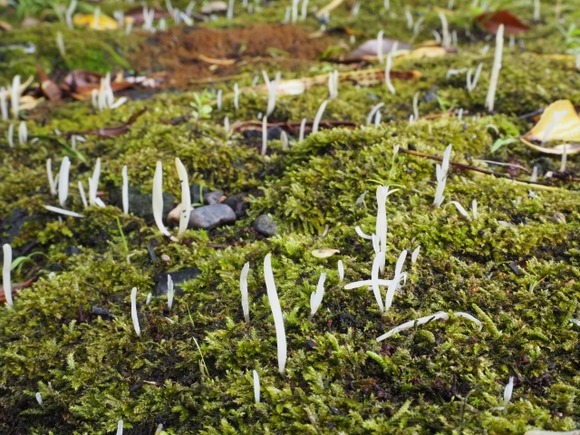 【画像】地面からモヤシが生えてたんやけど何これ？